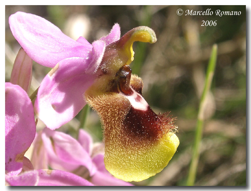 Ophrys tenthredinifera